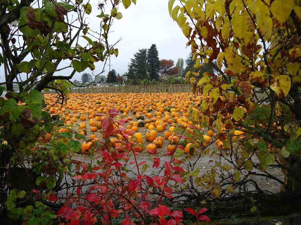 From The Farm Into A Jack-O-Lantern: Schuh Farms Pumpkins (2/6)